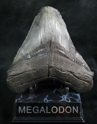 Megalodon Tooth - South Carolina #7476